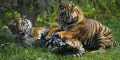Terpantau Kamera, Kembang Biak Harimau Sumatera Menggembirakan